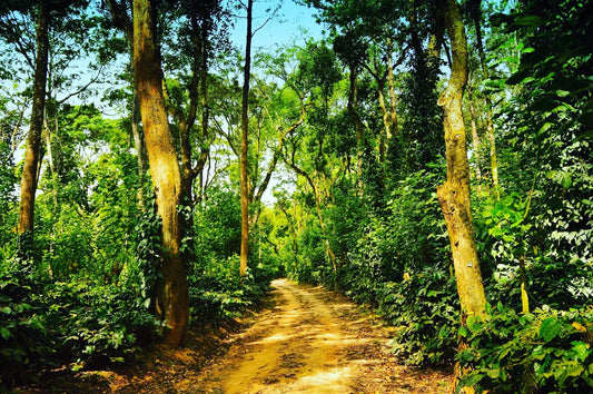 Not All Sustainable Coffee Is Created Equal: Why Regenerative Agroforestry and Shade-Grown Coffee Actually Matter