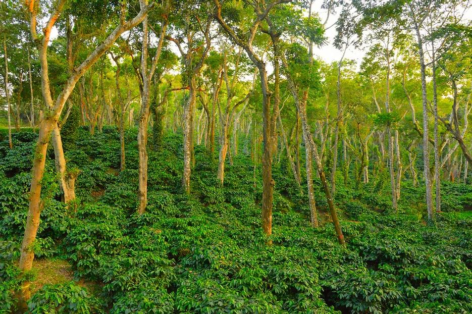 THE COFFEE ECONOMY BOOMS, THE AMAZON FOREST VANISHES! SO, WHAT IS THE SOLUTION?